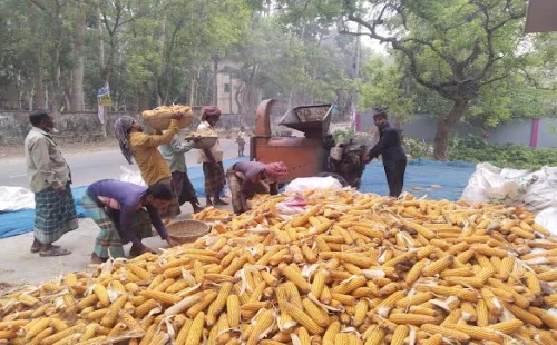 দামুড়হুদায় অর্থকরী ফসল হিসেবে বাড়ছে ভুট্টার চাষ, চলছে হারভেস্ট