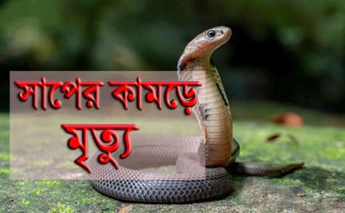 গাংনীতে সাপের ছোবলে কৃষকের মৃত্যু