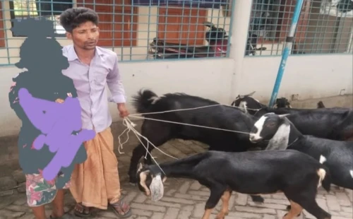 আলমডাঙ্গায় বাবা-মেয়ের ছদ্মবেশে ছাগল চুরি