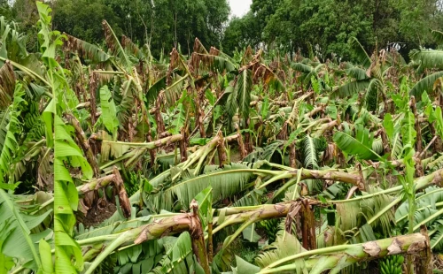 দামুড়হুদার নতিপোতা ও নাটুদহ ইউনিয়নে কালবৈশাখীর তাণ্ডবে বিপর্যস্ত কৃষি