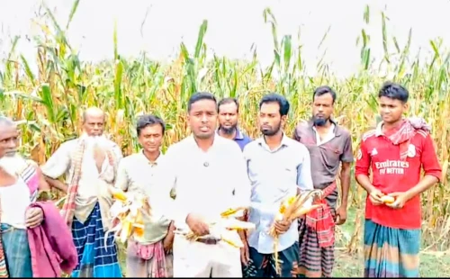 আলমডাঙ্গার সাহেবপুরে ‘নসিব-৫৫’ ভুট্টা বীজে ফলন বিপর্যয়, ক্ষতিপূরণ দাবি