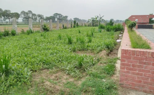 গাংনীতে শত্রুতা করে তরমুজ ক্ষেত তছরুপ