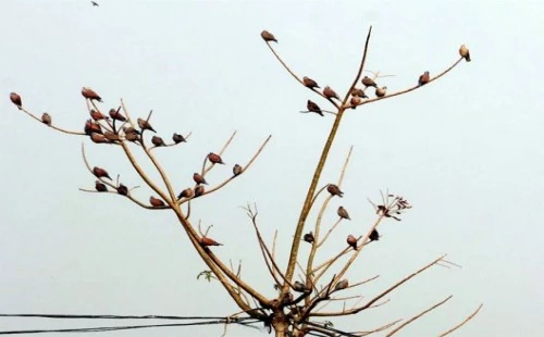 পাখির ডাকে মুখর ঝিনাইদহের জনপদ