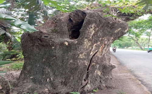 চুয়াডাঙ্গা-ঝিনাইদহ মহাসড়কে ঝুঁকিপূর্ণ শতবর্ষী কড়ই গাছ