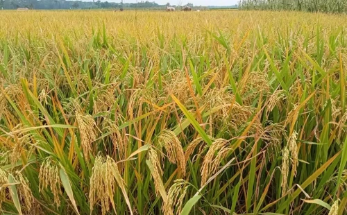 দামুড়হুদায় টানা বৃষ্টিতে ধান কাটায় বাধা
