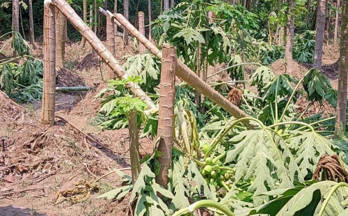 দামুড়হুদার গোবিন্দপুরে দেড় বিঘা পেঁপে বাগান কেটে নষ্ট