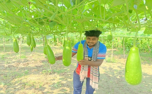 মাচা পদ্ধতিতে লাউ চাষে সফলতার স্বপ্ন