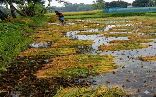 কার্পাসডাঙ্গায় বৃষ্টিতে কৃষকের স্বপ্ন ভেসে গেল পানির নিচে