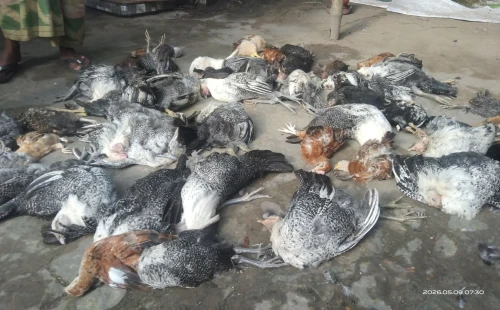 আলমডাঙ্গার কলেজপাড়ায় রহস্যময় প্রাণির আক্রমণ