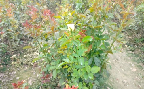 কুতুবপুরে গোলাপ চাষে সফল তরুণ উদ্যোক্তা সোহাগ