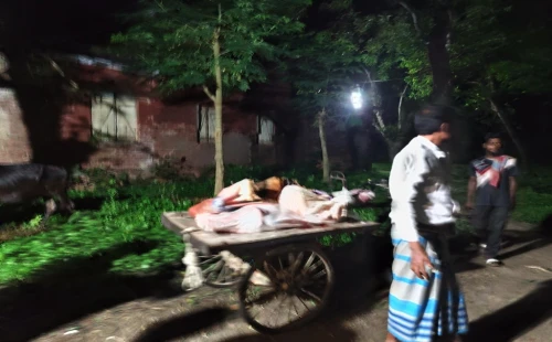চুয়াডাঙ্গায় অসুস্থ গরু জবাই করে মাংস বিক্রির প্রস্তুতি