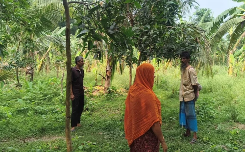 চুয়াডাঙ্গায় আপন ভাই ও স্বজনদের বিরুদ্ধে আমগাছ কেটে দেয়ার অভিযোগ