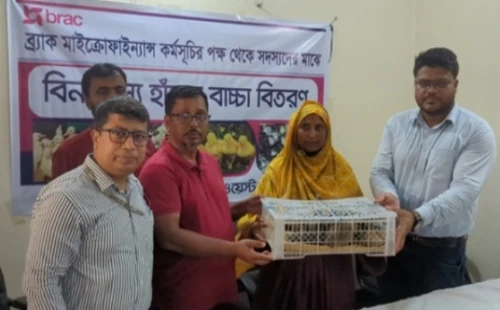 মেহেরপুরে ব্র্যাকের উদ্যোগে হাঁসের বাচ্চা বিতরণ