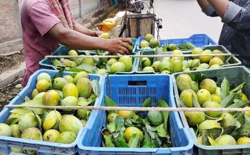 চলছে মধুমাস, চুয়াডাঙ্গায় আমের বাজারে নেমেছে ধস