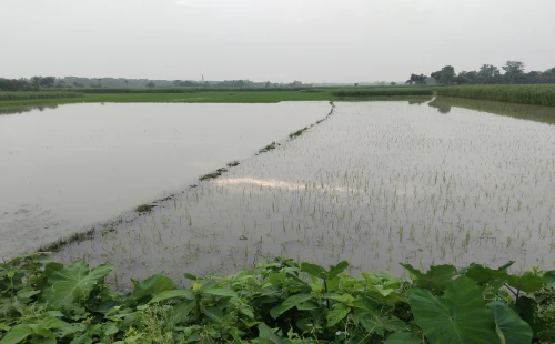 বাড়িঘরে পানি ঢুকে দুর্ভোগ; তলিয়ে গেছে ফসলি জমি