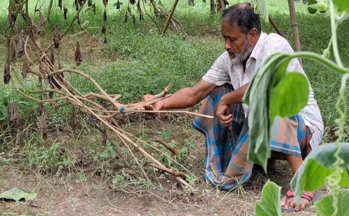 শৈলকূপায় প্রতিবন্ধী কৃষকের শতাধিক লাউ গাছ কেটে দিয়েছে দুর্বৃত্তরা