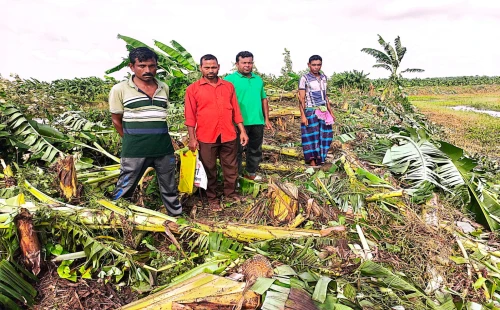 সরোজগঞ্জে ২ হাজারের বেশি কলাগাছ কেটে তছরুপ