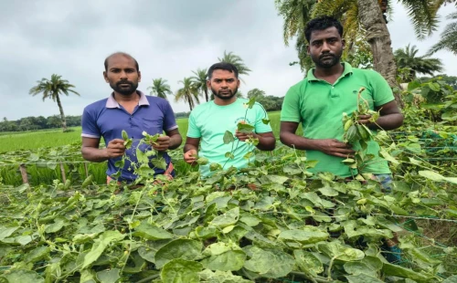 চুয়াডাঙ্গার তিতুদহে কৃষকের স্বপ্ন কেটে দিল দুর্বৃত্তরা