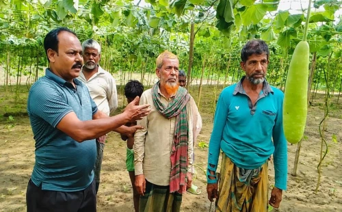 ভাংবাড়ীয়ায় কৃষকের লাউ বাগান কেটে তছরূপ