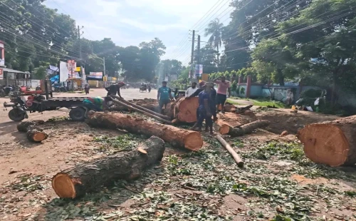 চুয়াডাঙ্গায় সওজের বাসভবন ও সড়কের ২৬টি গাছ প্রায় ৫ লাখে নিলামে বিক্রি