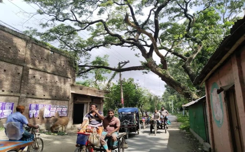 দর্শনা-পরানপুর মহাসড়কে শুকনো গাছের ডালে দুর্ঘটনার আশঙ্কা, দ্রুত অপসারণের দাবি