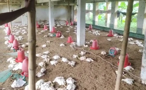 দর্শনায় বন্য প্রাণির আক্রমণে পোল্ট্রি খামারের এক হাজার মুরগির মৃত্যু