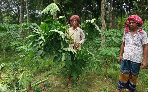 জীবননগরে ১০ কাঠা জমির পেঁপে ও মরিচ গাছ কর্তন