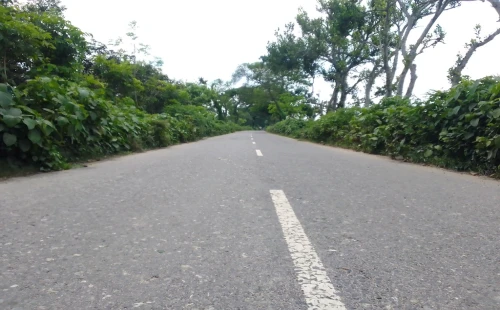 ঝোপঝাড়ে ঢেকেছে আলমডাঙ্গা-হাটবোয়ালিয়া সড়ক