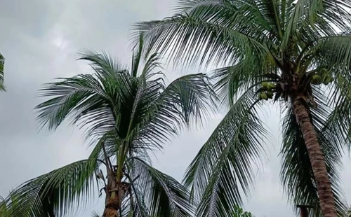 দর্শনায় নারিকেল গাছ থেকে পড়ে একজনের মৃত্যু