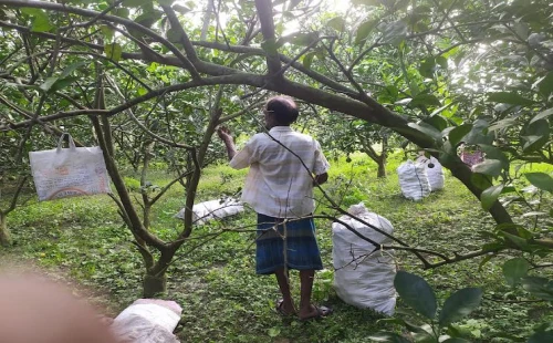 দর্শনায় কৃষকের সাড়ে ৩ লাখ টাকার মাল্টা পেড়ে নেওয়ার অভিযোগ
