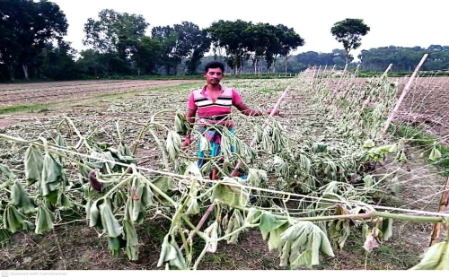 কুড়ুলগাছিতে ফলন্ত লাউগাছ কেটে দিয়েছে দুর্বৃত্তরা