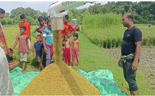 জীবননগরে আউশ ধান কাটা শুরু, দাম নিয়ে হতাশ কৃষকেরা