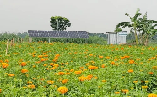ঝিনাইদহের মাঠে মাঠে কৃষিতে সোলারের সুবাতাস