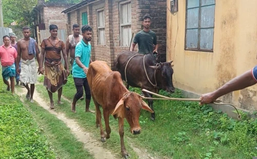 চুরি হওয়া দুই গরু আখখেতে বাঁধা অবস্থায় উদ্ধার