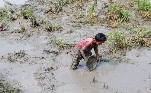 হাটবোয়ালিয়ার ধানখেতে বৃষ্টির পানি কমতেই শিশু-কিশোরদের দেশি মাছ ধরার ধুম
