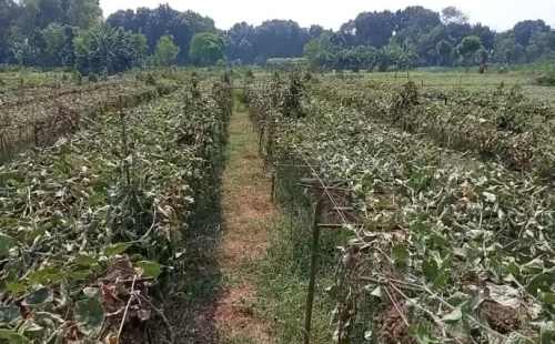 গাংনীর কেশবনগরে রাতের আঁধারে কৃষকের ২৮ কাঠা জমির সবজি কেটে তছরূপ