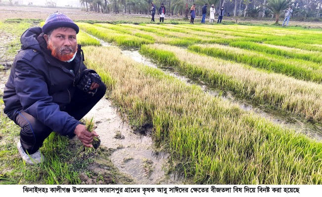 কালীগঞ্জে বিষ প্রয়োগে কৃষকের বীজতলা বিনষ্ট!