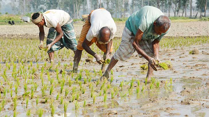 বোরোর চাষে স্বপ্ন বুনছেন কৃষকরা