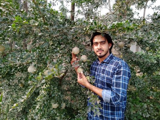 বারোমাসি থাই কদবেল চাষে সফল শাকিব