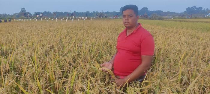 ঝিনাইদহের শৈলকুপায় বিশেষ জাত ‘কারেন্ট পোকা’ প্রতিরোধক ধানের বাম্পার ফলন