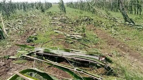 ১৫ শ হেক্টর জমির ধানসহ বিভিন্ন ফসল নষ্ট