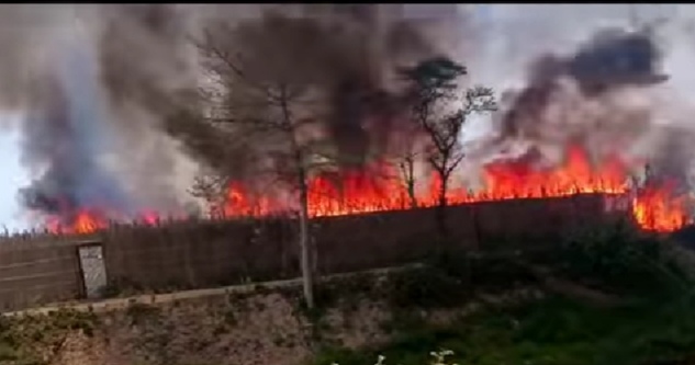 আগুনে পুড়ল ৩ শ বিঘা জমির পানবরজ, ৫ কোটি টাকার ক্ষতি