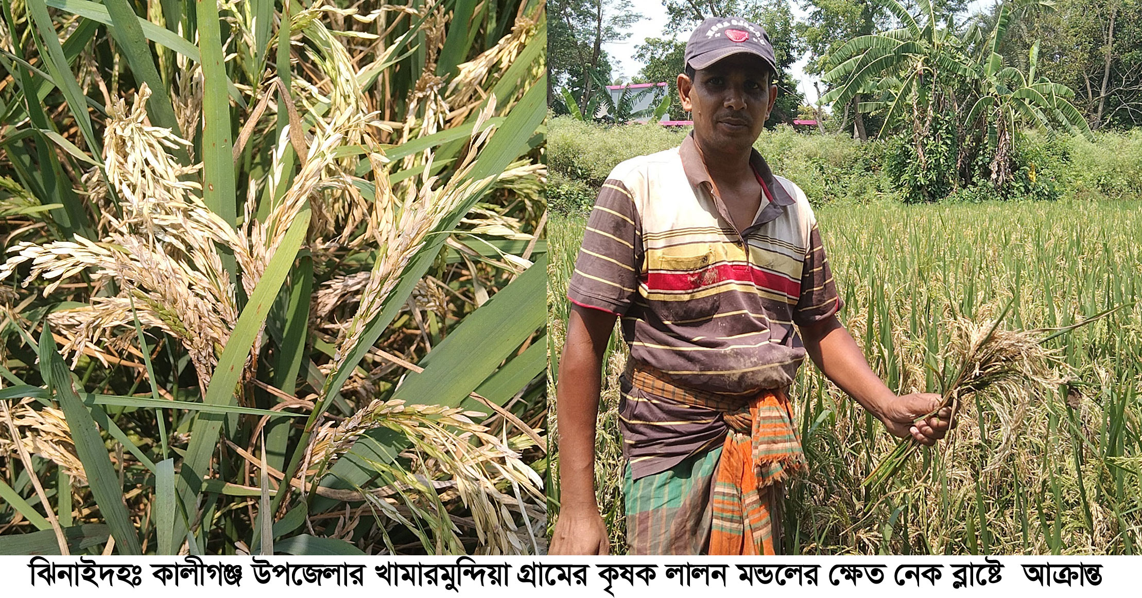 শুকিয়ে যাচ্ছে ধানখেত, দিশাহারা চাষীরা