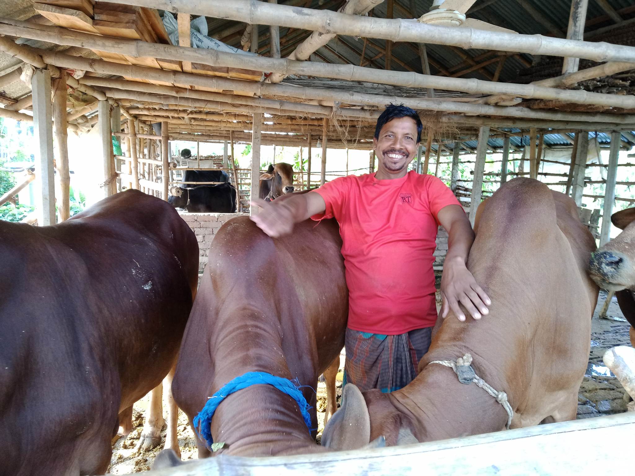 পশু মোটাতাজাকরণে ব্যস্ত খামারিরা