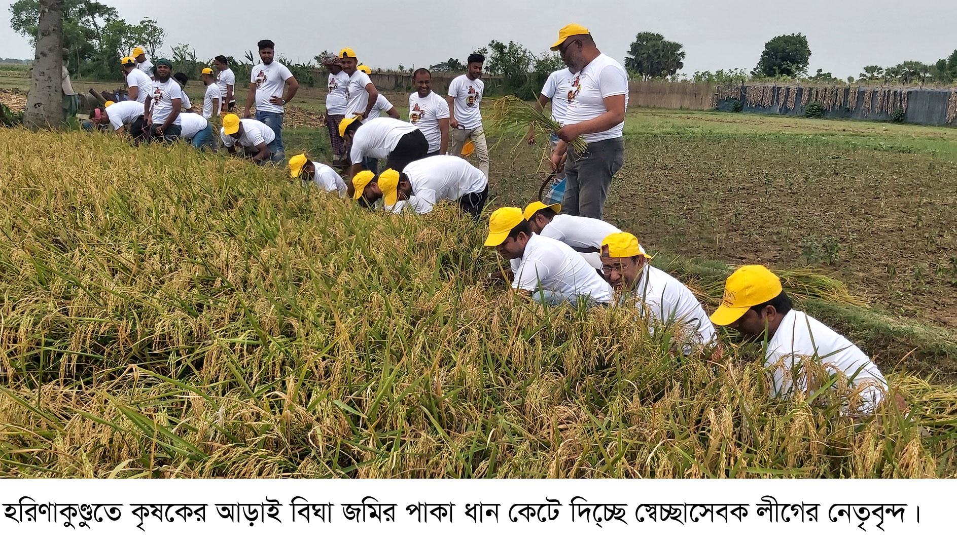 হরিণাকুণ্ডুতে কৃষকের ধান কেটে ঘরে তুলে দিল স্বেচ্ছাসেবক লীগের নেতা-কর্মীরা