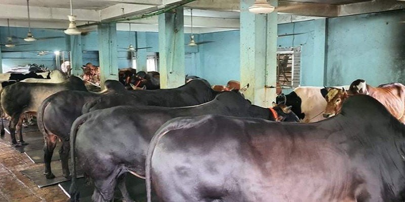 চুয়াডাঙ্গায় কোরবানির ঈদকে সামনে রেখে ব্যস্ত সময় পার করছেন খামারীরা