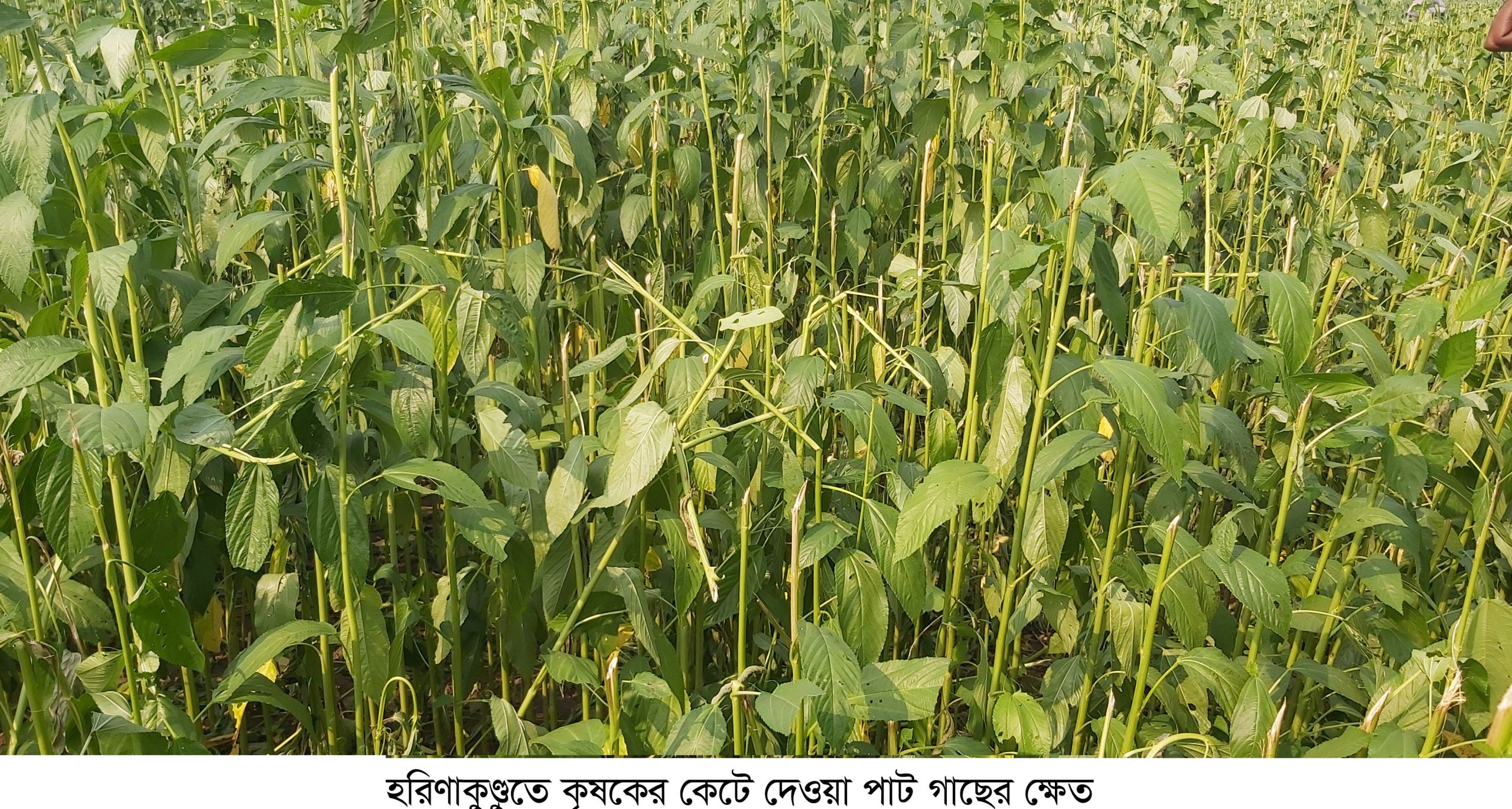 কৃষকের পাঁচ বিঘা জমির পাট গাছ কাটল দুর্বৃত্তরা