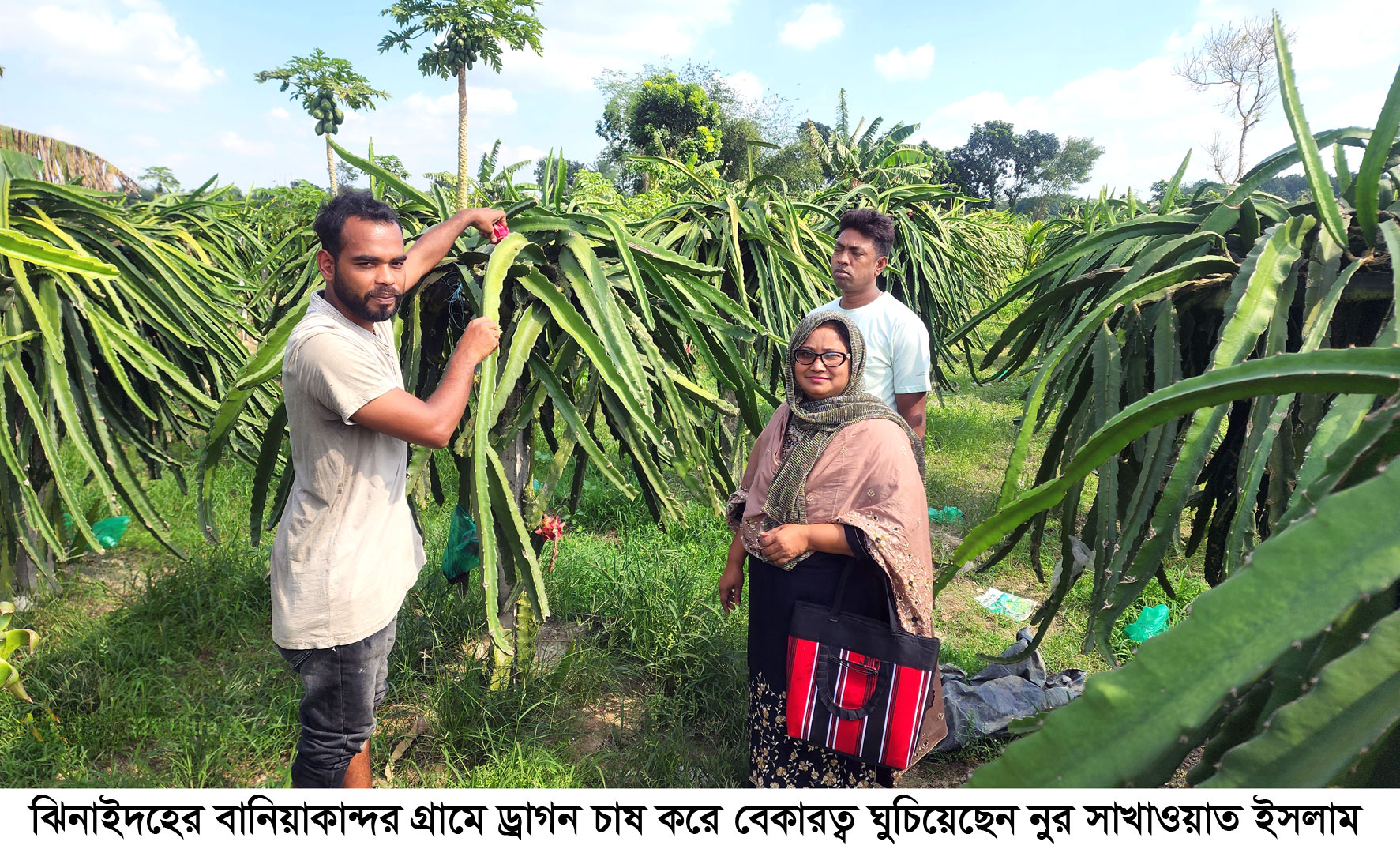 ড্রাগন চাষে বেকারত্ব ঘোচালেন নুর সাখাওয়াত