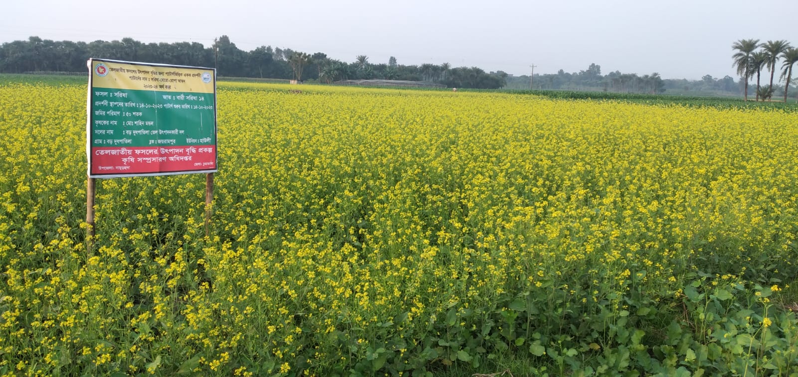 চুয়াডাঙ্গায় লক্ষ্যমাত্রার বেশি সরিষার আবাদ