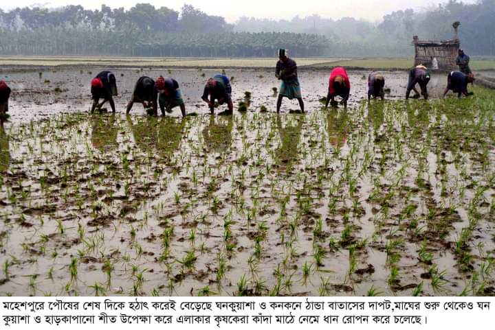 তীব্র শীত উপেক্ষা করে বোরো আবাদে ব্যস্ত কৃষকরা